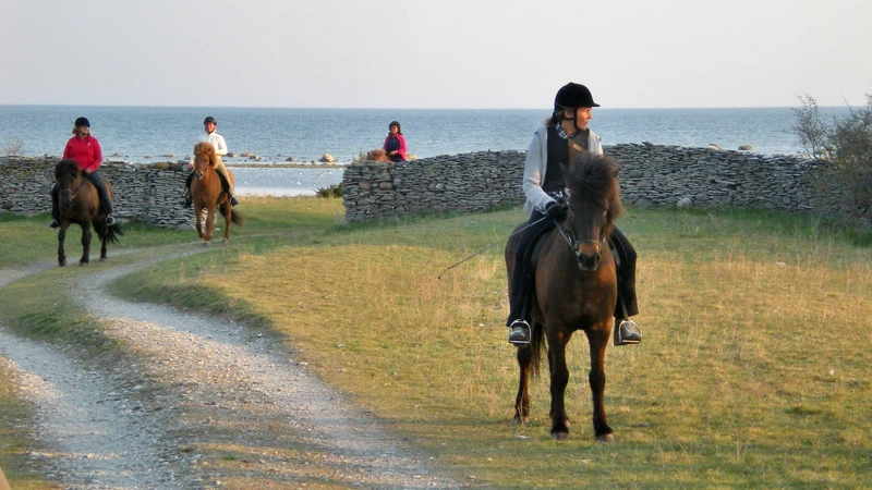 Mur nära havet med hästar