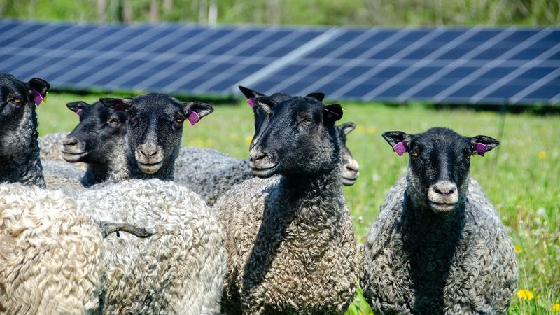 En flock får som står bredvid varandra på ett grönskande fält med solpaneler i bakgrunden.
