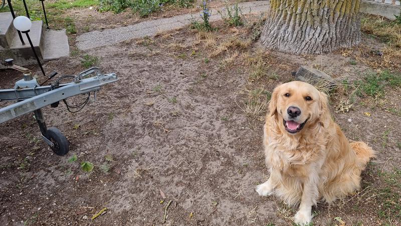 Hund sitter på en ful gräsmatta