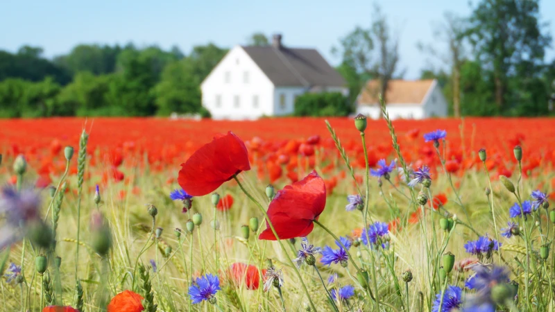 Ett fält fullt av röda och blå blommor med en gotländsk gård i bakgrunden.