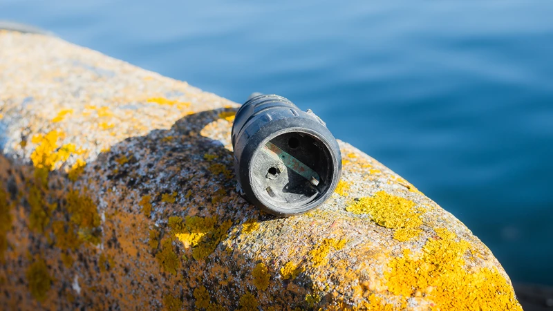 Elsladd som ligger på en sten vid havet