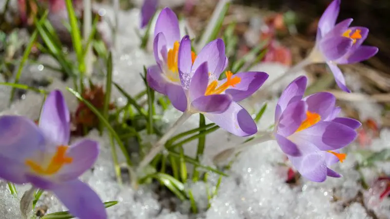 Lila krokus sticker upp på snötäckt mark.