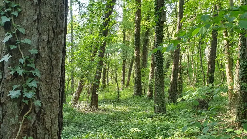 Kärleksstigen om våren, Galgberget naturreservat