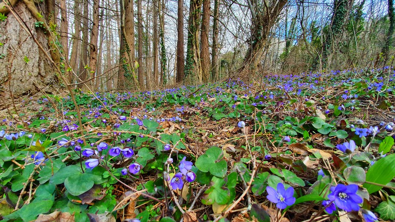 Blåsipporna blommar i stora mängder bredvid Kärlekstigen om våren.