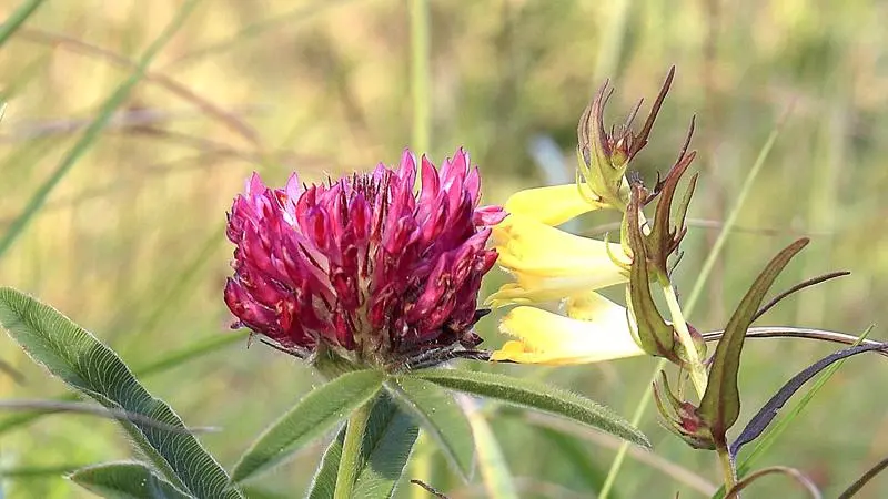 Närbild på lila klöverblomma med gröna spetsiga blad