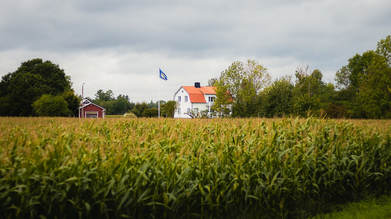 Ett hus med gotlandsflagga på en flaggstång i förgrunden i ett majsfält