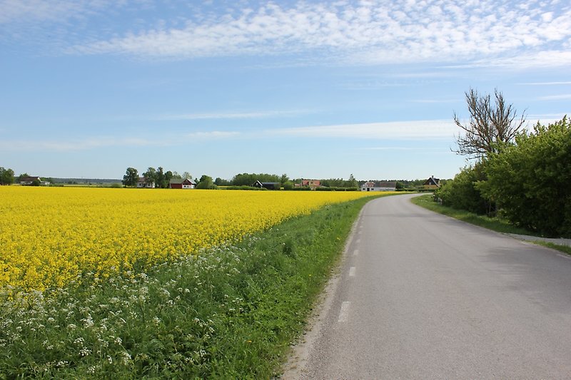 Ett stort rapsfält och en asfalterad bilväg.